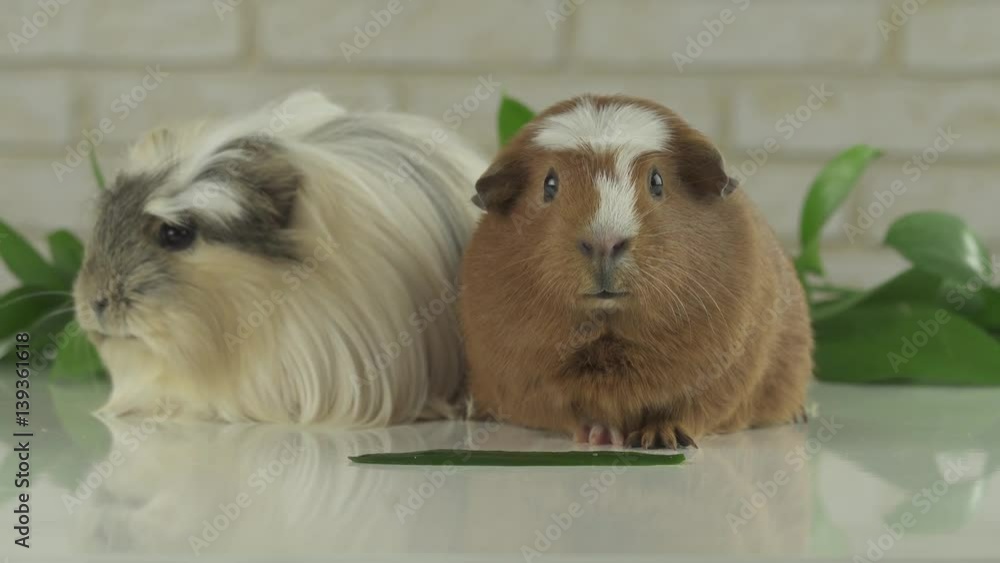 Two guinea pigs talk as announcers on television humor stock footage video Two guinea pigs talk as announcers on television humor stock footage video