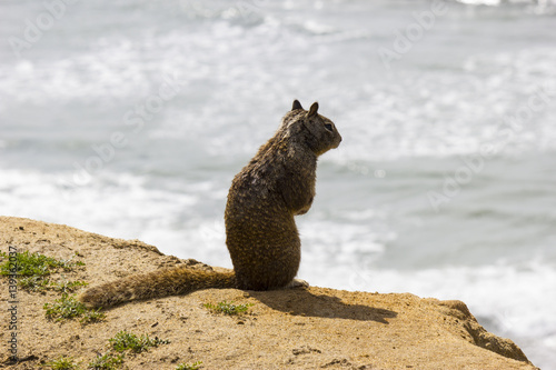 Squirrel standing up on a cliff with ocean in background