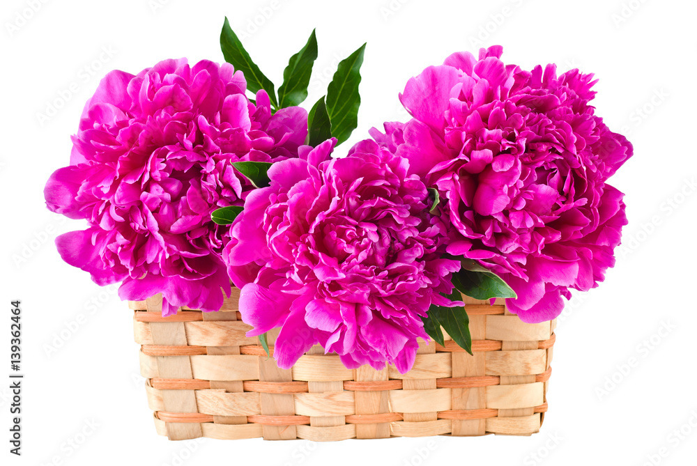 Basket of peonies, isolated on white
