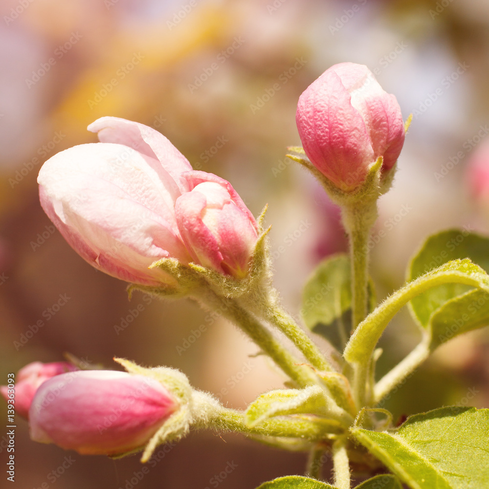 spring flowers apple blossom on a tree branch spring flowers apple blossom on a tree branch