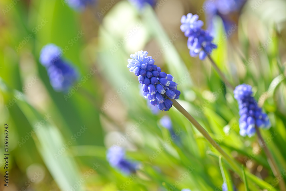 Blue spring muscari flowers hyacinth in sunny day. Muscari armeniacum. Beautiful flowers in garden. Blue spring muscari flowers hyacinth in sunny day. Muscari armeniacum. Beautiful flowers in garden.