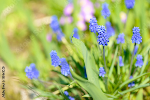 Blue spring muscari flowers hyacinth in sunny day. Muscari armeniacum. Beautiful flowers in garden.