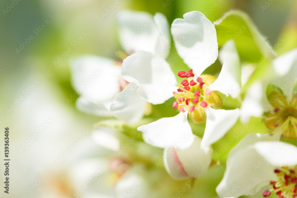 Beautiful flowering pear trees. Background with blooming flowers in spring day. Beautiful flowering pear trees. Background with blooming flowers in spring day.