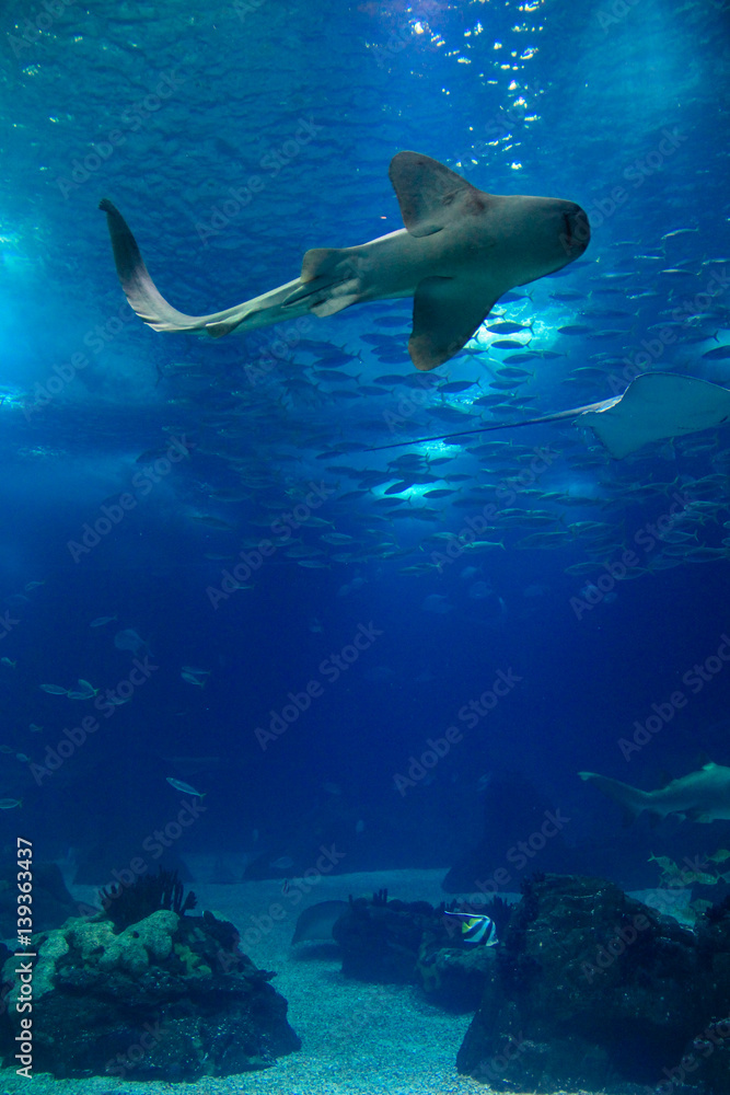 Fototapeta premium Fish in oceanarium in Lisbon Portugal