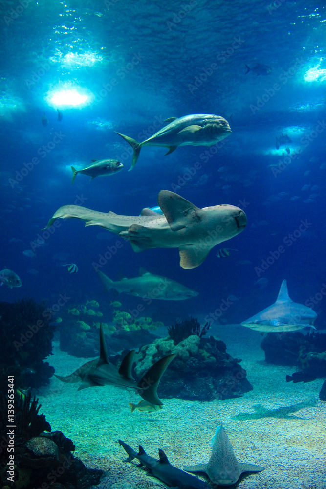 Fototapeta premium Fish in oceanarium in Lisbon Portugal