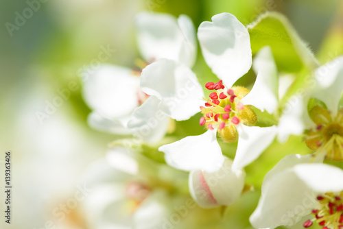 Beautiful flowering pear trees. Background with blooming flowers in spring day.