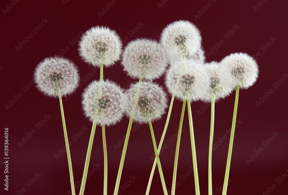 Obraz premium Dandelion flower on red brown color background, object on blank space backdrop, nature and spring season concept.