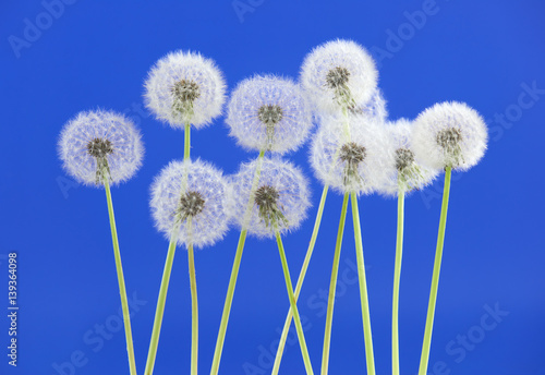 Dandelion flower on blue color background  object on blank space backdrop  nature and spring season concept.