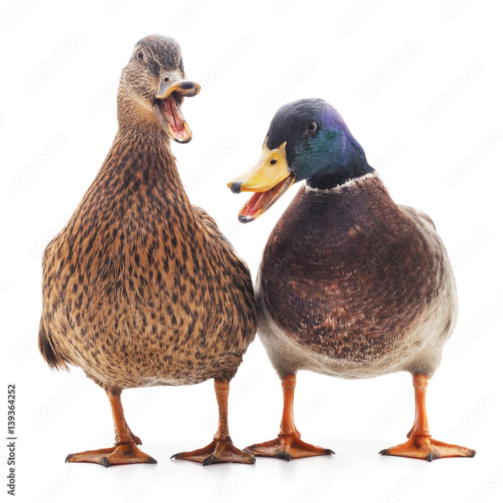 Naklejka premium Two wild ducks.