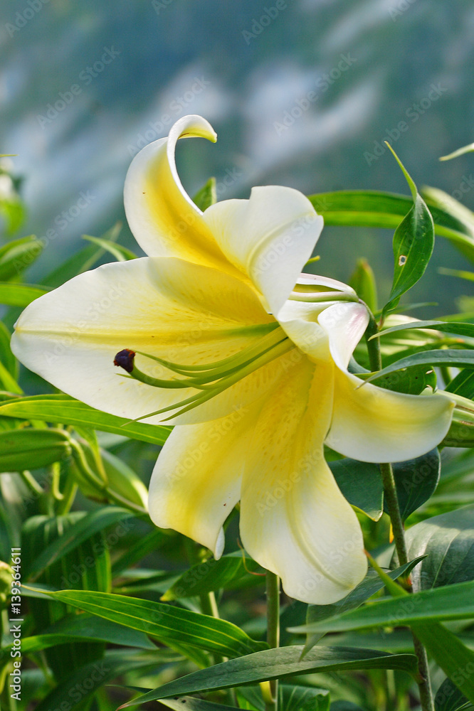 Obraz premium White and Yellow star shape Lily flower close-up