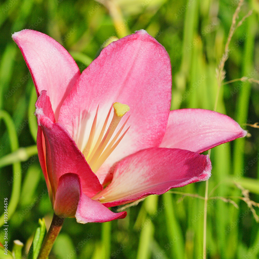 Fototapeta premium Pink Lily flower close-up