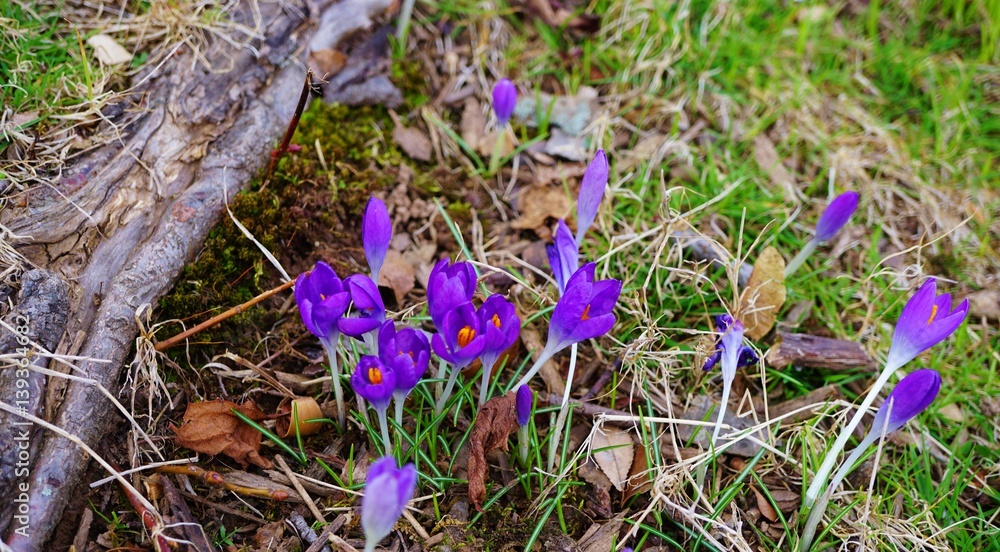 Purple crocus vernus flower peeking through the grass and mulch in early spring