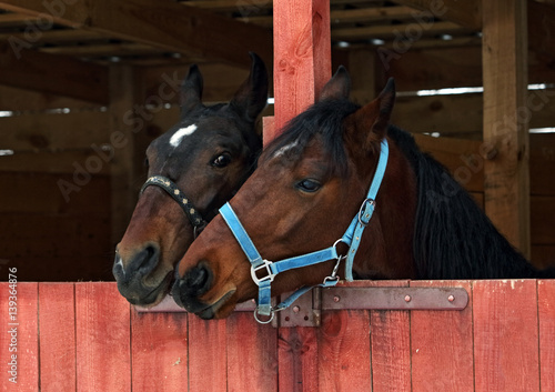 Two race horse behind a wooden stable door