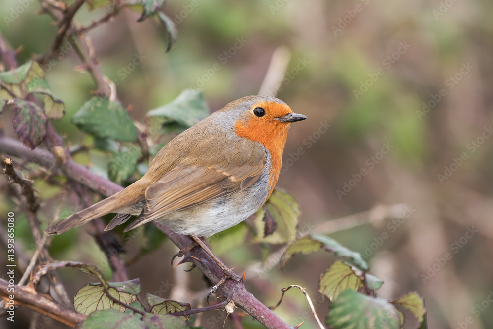 Fototapeta premium European Robin, Erithacus rubecula, Robin, Birds