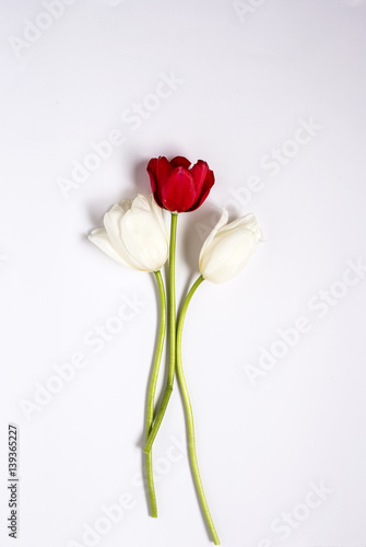 Floral background with red and white tulips