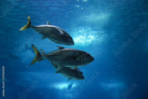Fish in oceanarium in Lisbon Portugal © nvphoto