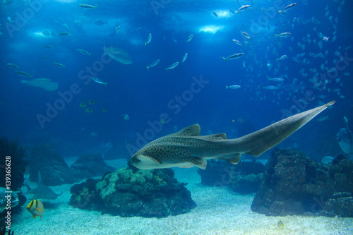Fish in oceanarium in Lisbon Portugal © nvphoto