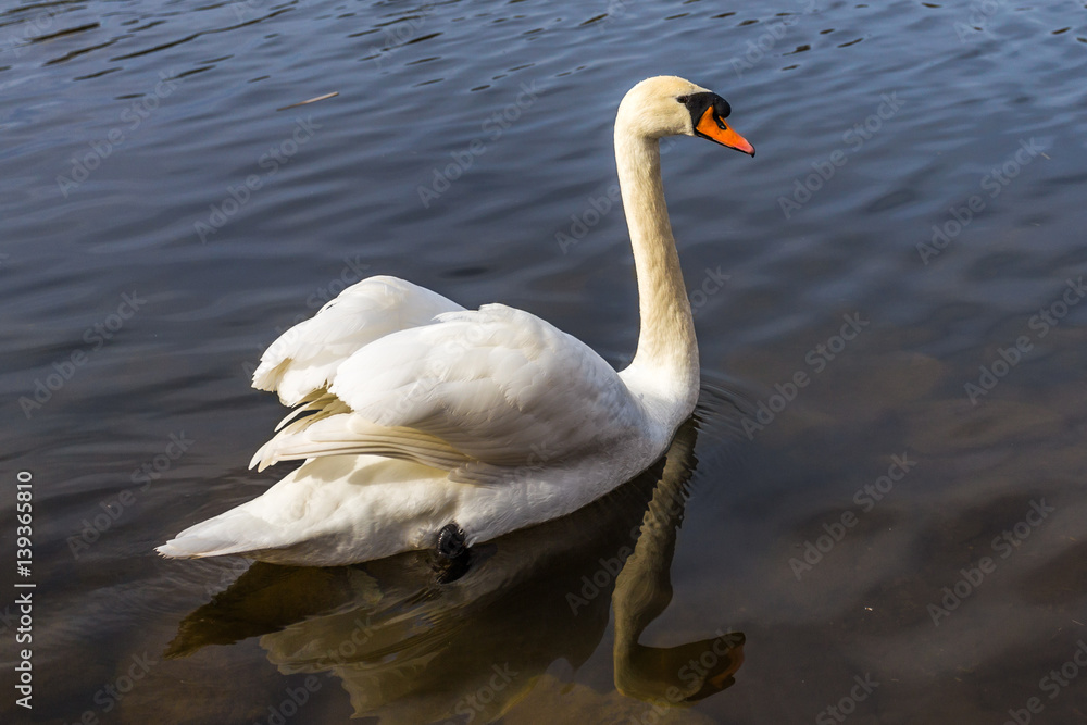 Naklejka premium Mühlenteich