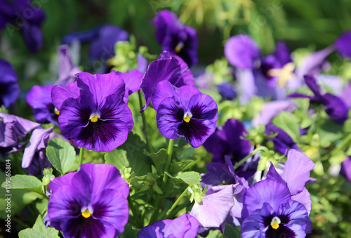 Beautiful bright violet flovers