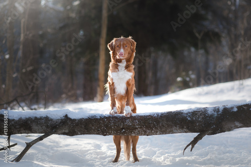 dog in winter outdoors, Nova Scotia Duck Tolling Retriever, in the forest