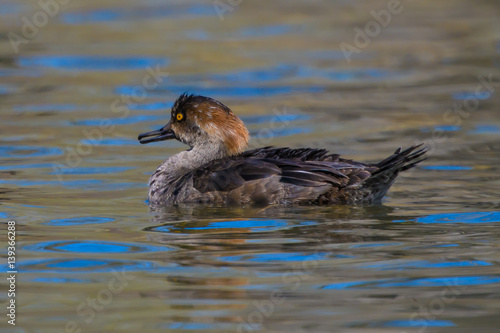 Female Common Merganser swimming in pond