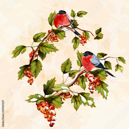 Bullfinch birds. Set of two bullfinch birds with branch and leaves, berries. Hand drawn, watercolor. Vector - stock.