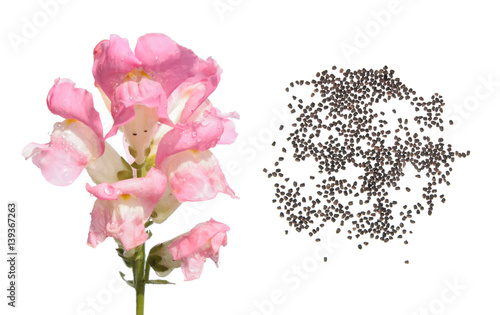 Fototapeta Naklejka Na Ścianę i Meble -  Pink garden snapdragon. Flower and seeds isolated on white background