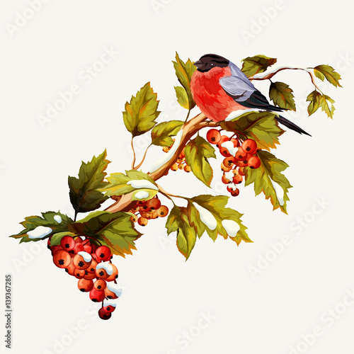 Illustration of branch with autumn leaves, berries and bullfinch. Hand drawn. Illustration is full editable, objects include hat are drawn by separate. Vector stock.