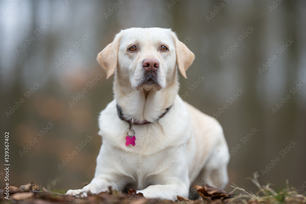 Labrador dog Labrador dog
