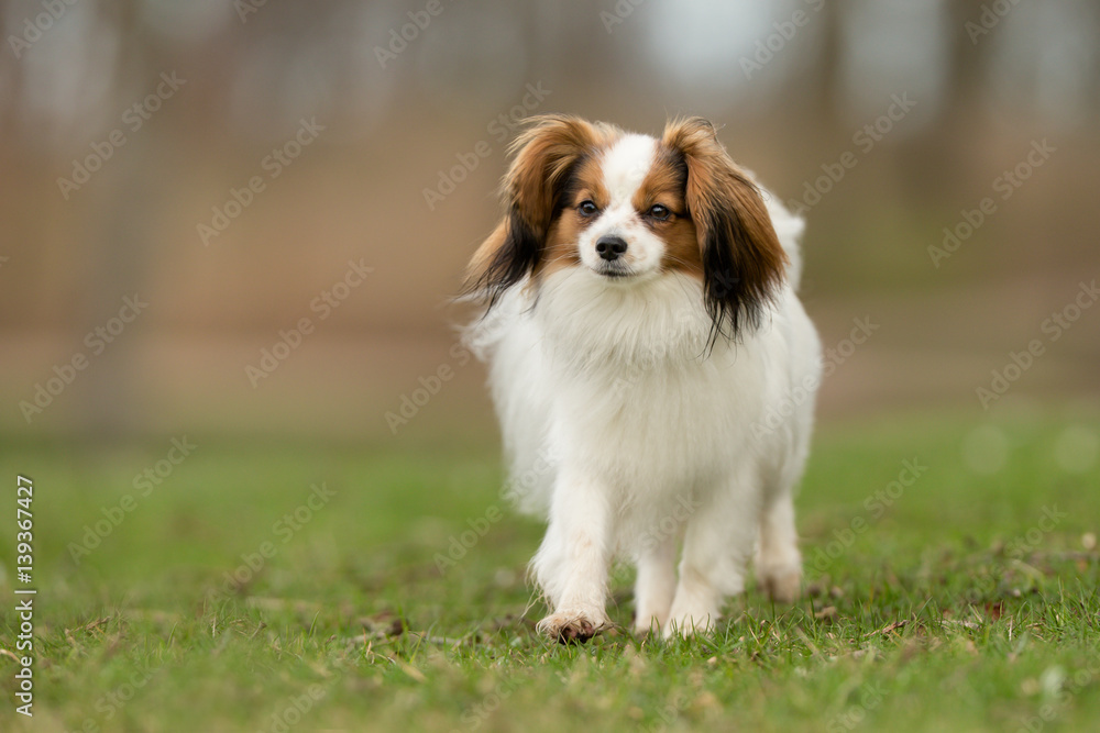 Cavalier King Charles Spaniel dog