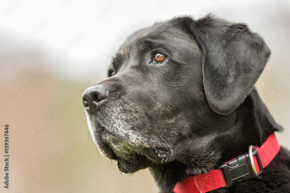 Black labrador retriever