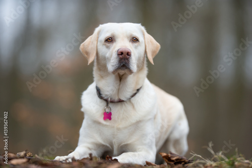 Labrador dog