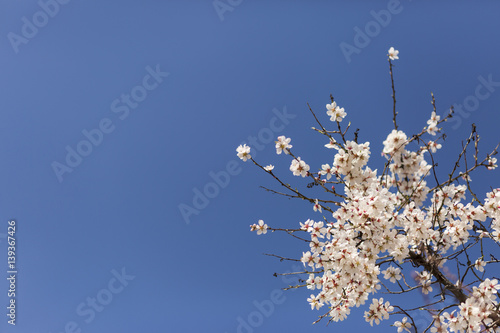 almond tree flowers on blue sky. Spring season © Eva