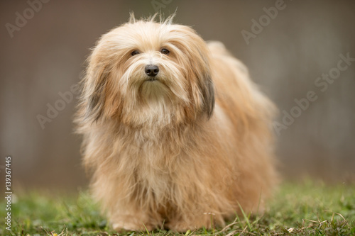 Foto Bichon Havanais dog