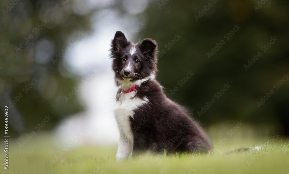Young border collie dog puppy Young border collie dog puppy