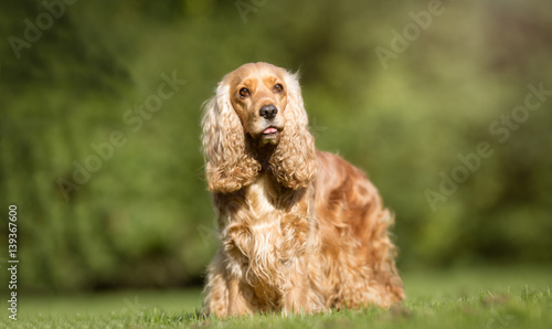 Obraz na płótnie Cocker spaniel dog