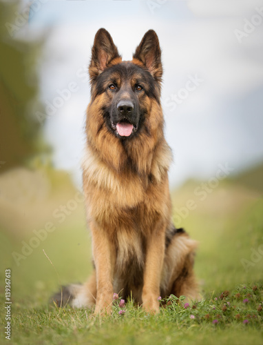 Картината върху платно German shepherd dog