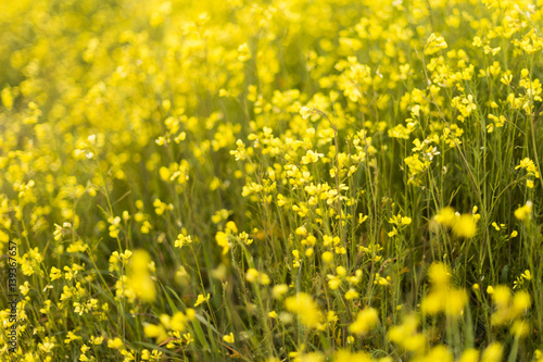 yellow flowers background. Spring field.