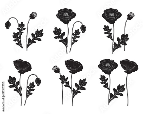Fototapeta Naklejka Na Ścianę i Meble -  Black poppy set - vector illustration