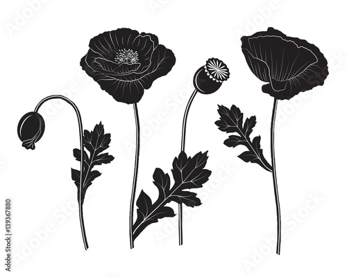 Fototapeta Naklejka Na Ścianę i Meble -  Black poppy set - vector illustration
