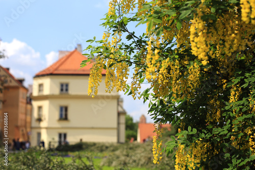 flowering yellow acacia in the center of Warsaw