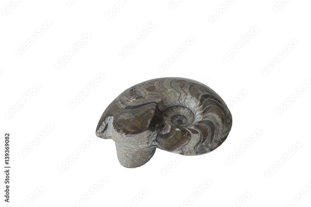 beautiful ammonite isolated on a white beautiful ammonite isolated on a white