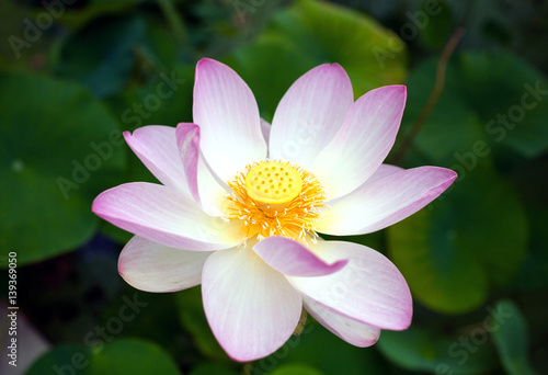 opened pink Lotus flower