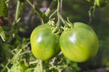 Green tomatoes on a branch