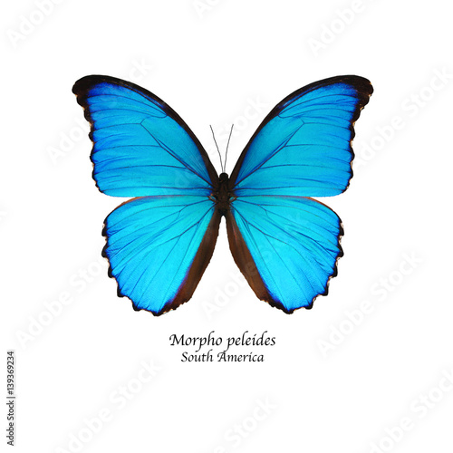 blue morpho