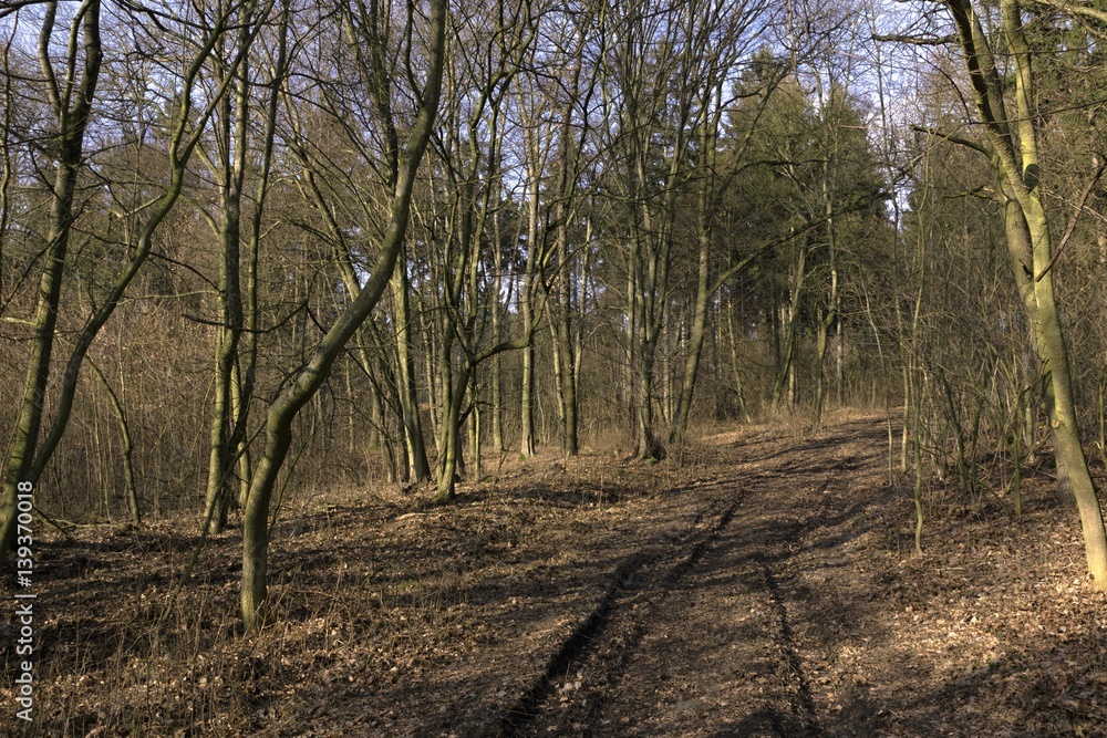 spring landscape with forest and road spring landscape with forest and road