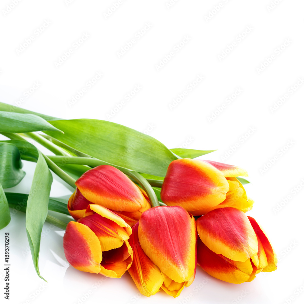 bouquet of yellow tulips isolated on white background bouquet of yellow tulips isolated on white background