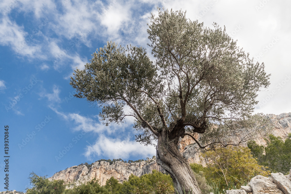 olive grove on the island of Mallorca olive grove on the island of Mallorca