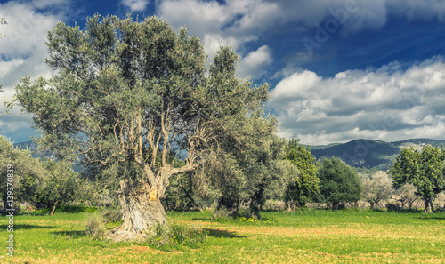 olive grove on the island of Mallorca