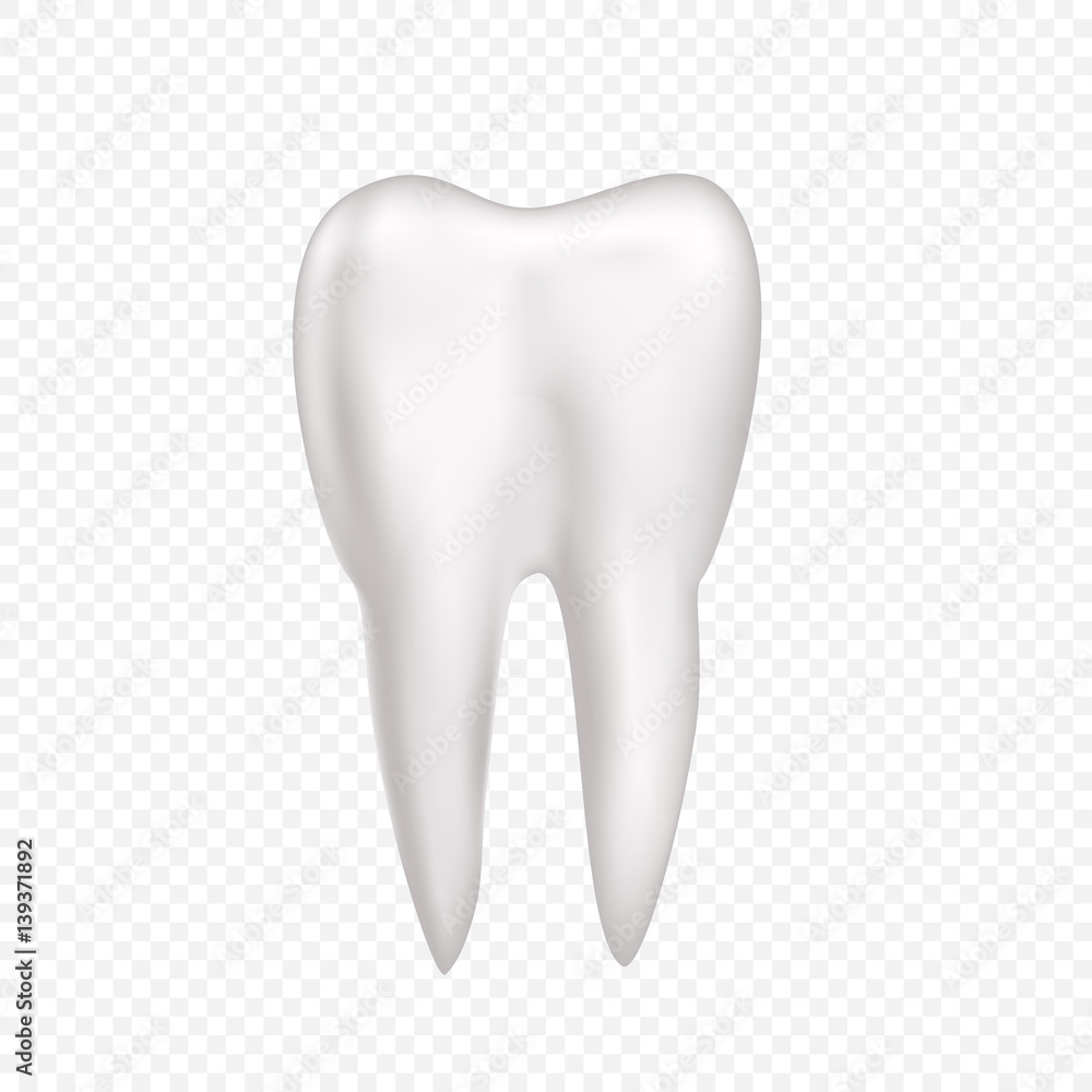 Tooth on transparent background Tooth on transparent background